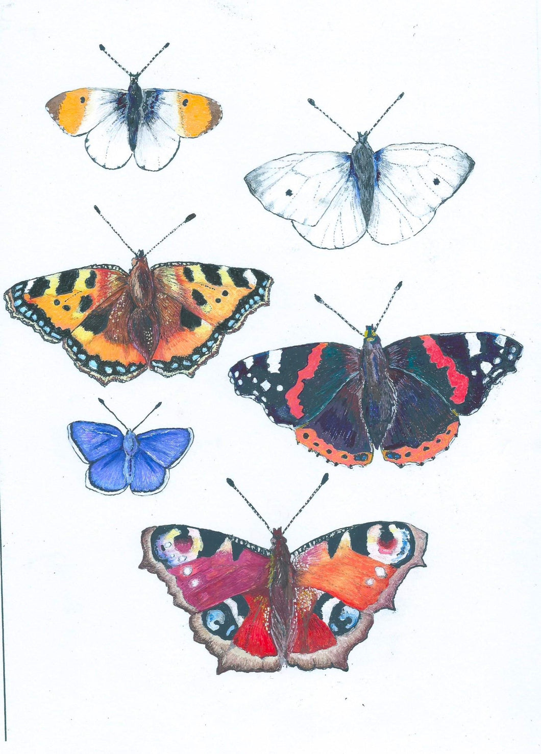 Original art work Phoenix Designs Butterfly stickers