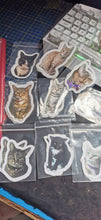 Stickers, set of 14 original photos of Cats, exclusive to Phoenix Designs