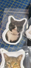 Stickers, set of 14 original photos of Cats, exclusive to Phoenix Designs
